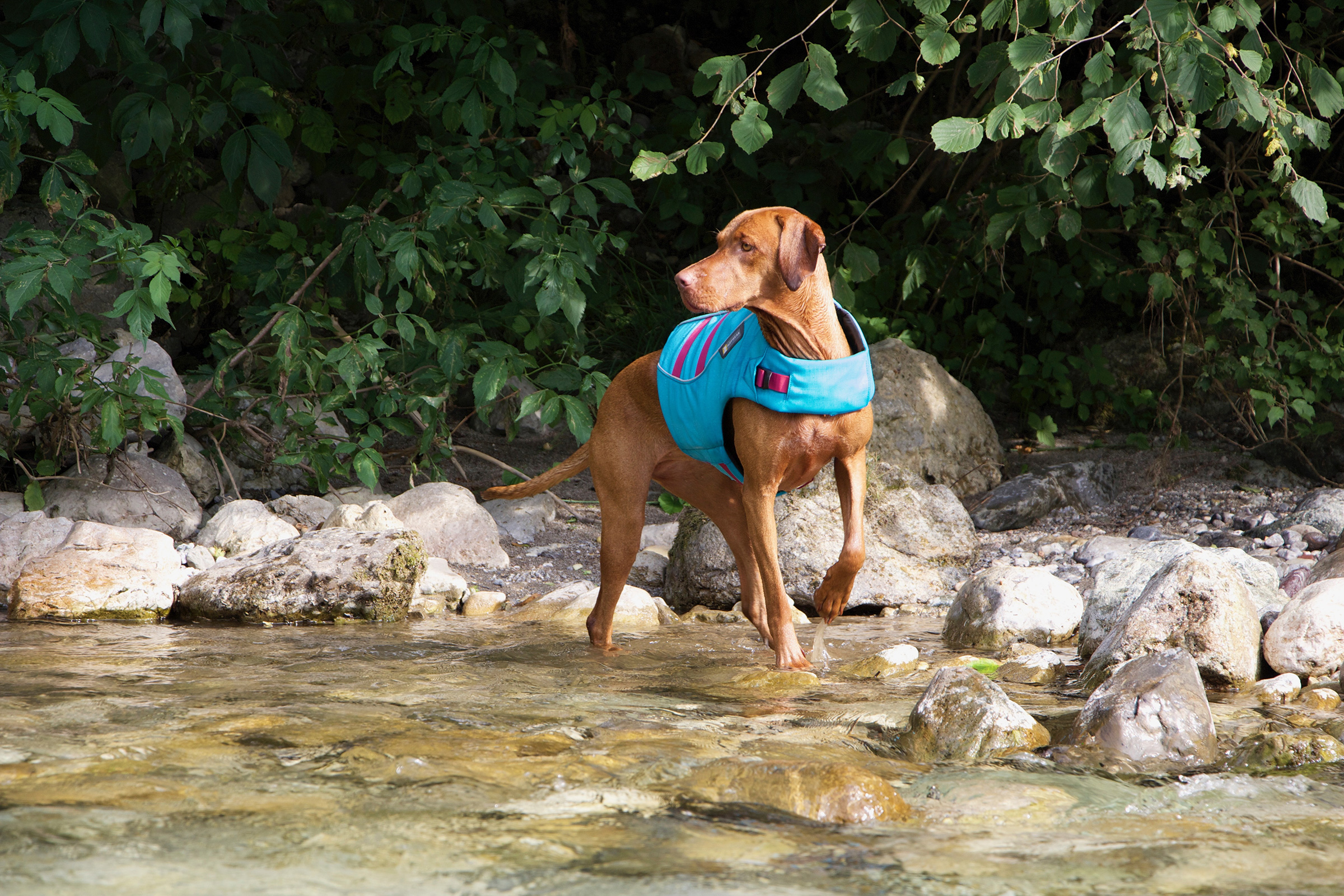 dog posing next to river